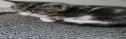 Mixed Breed cats for sale: Male kitten looking for a permanent home. - Advert 3