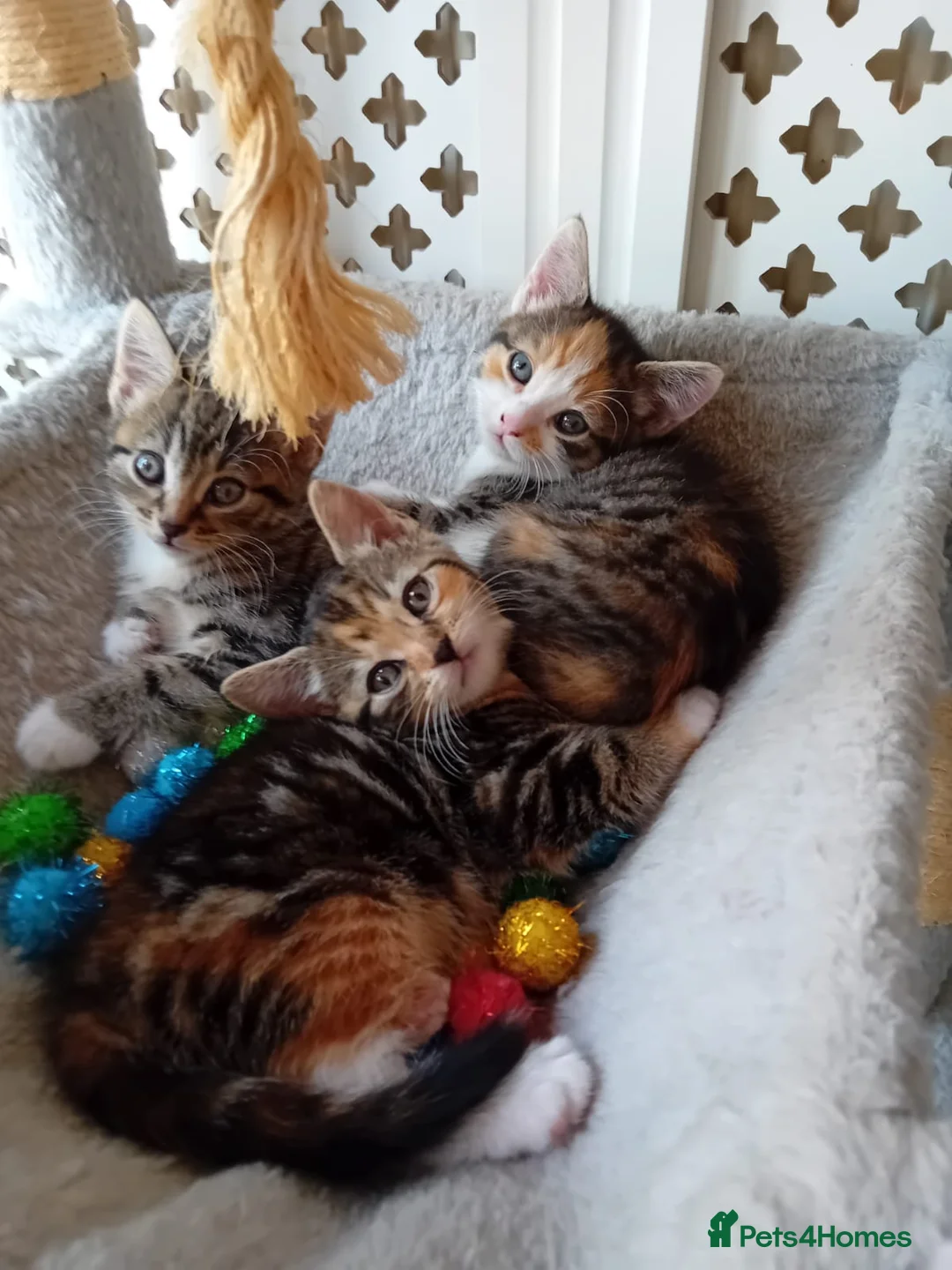 Mixed Breed cats for sale: Kittens for sale to a good home. in Derby - Advert 1