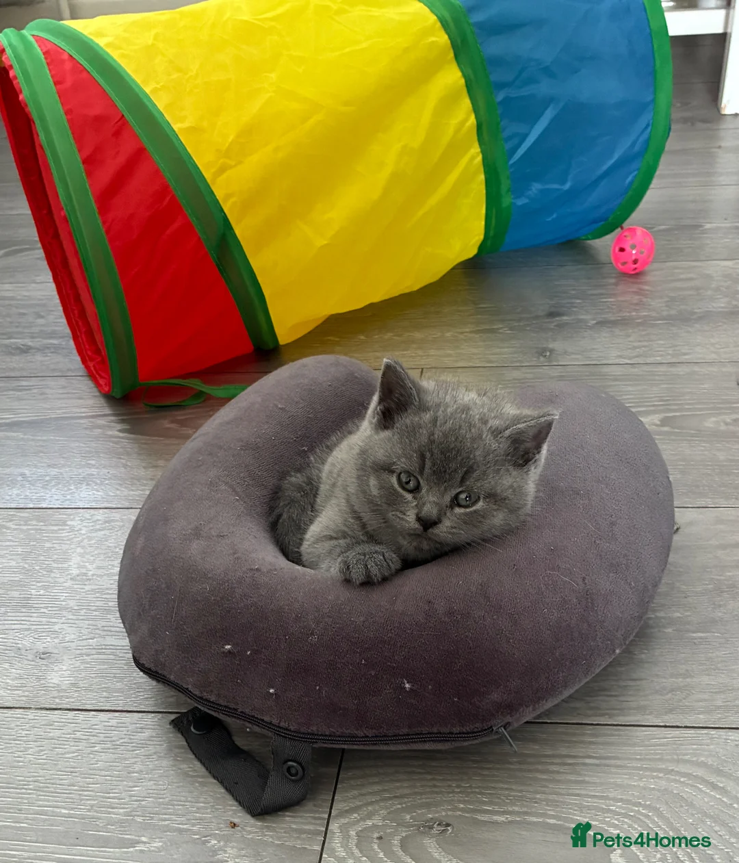 British Shorthair cats for sale: British Blue short hair Boy 💚 - Advert 5