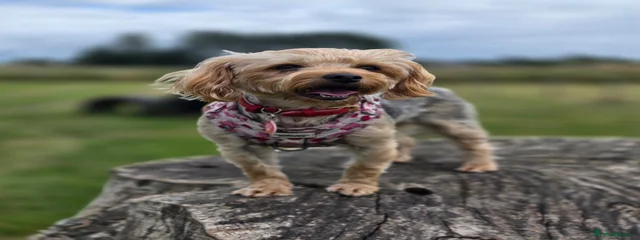 Pepa
