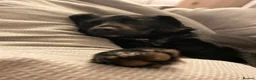 Mixed Breed dogs for adoption: 🐾 Buddy: Adventure dog, cuddle expert ❤️ in Ledbury - Advert 4
