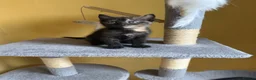 Domestic Shorthair cats for sale: 5 Beautiful Kittens Looking for Homes  - Advert 6
