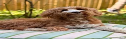 Australian Labradoodle dogs for sale: ⭐WALA Australian Labradoodles Last puppy🐶 - Advert 9