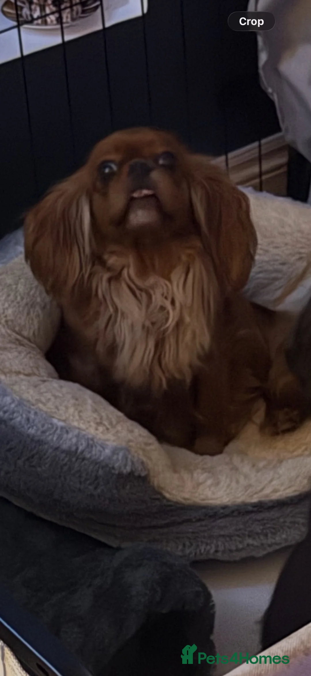 Cavalier King Charles Spaniel dogs for sale: Kc reg ruby cavalier adult female  - Advert 2