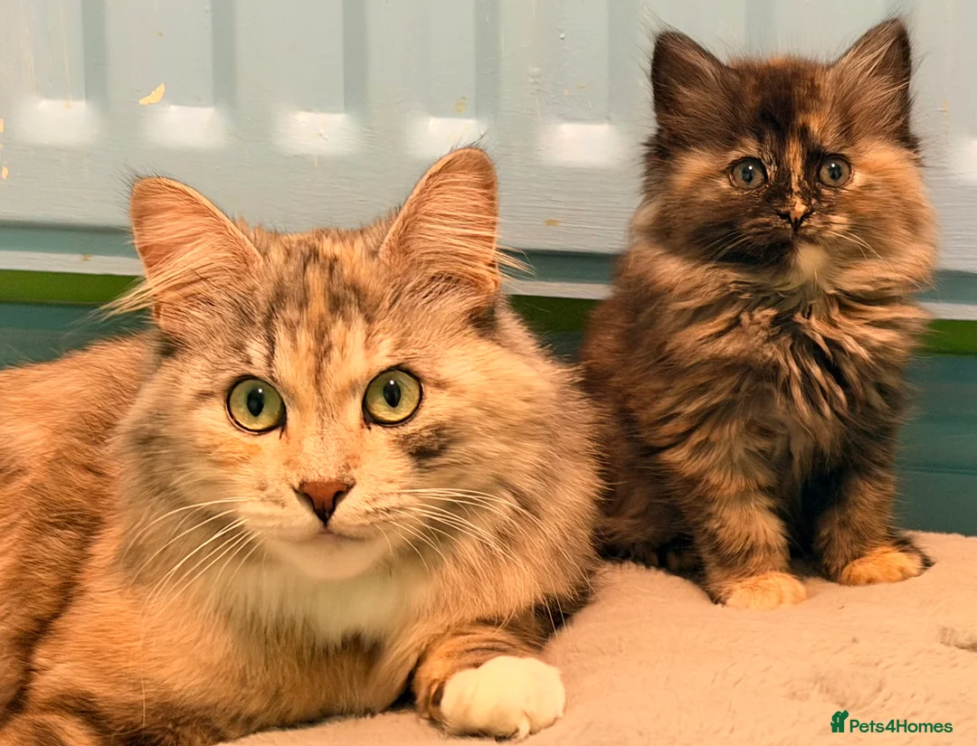 Kurilian Bobtail cats for sale: *RARE*Stunning Kurilian bobtail kittens available  - Advert 2