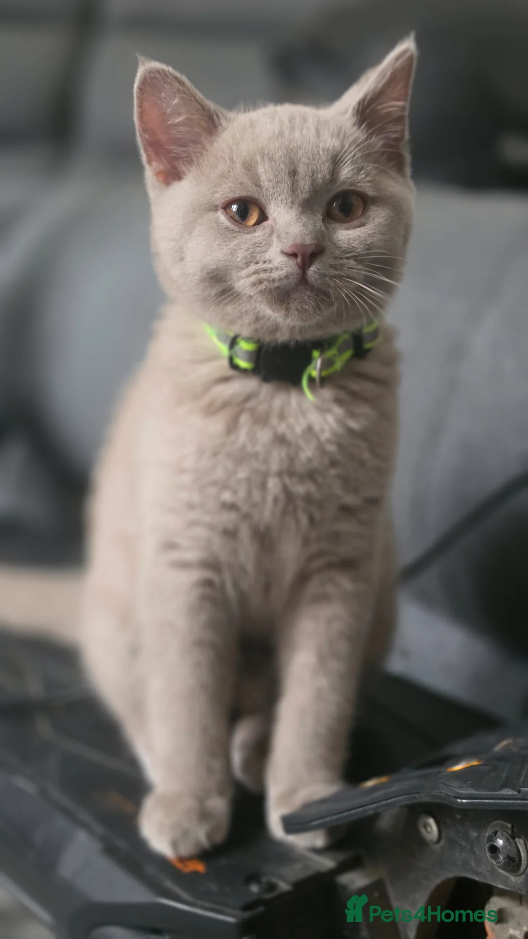 British Shorthair cats for sale: ONLY 3 MALE LEFT‼️ GCCF OFFER‼️ - Advert 1