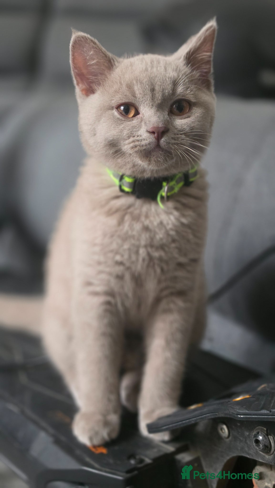 British Shorthair cats Gccf active 3 male READY TO LEAVE‼️ - Advert 1
