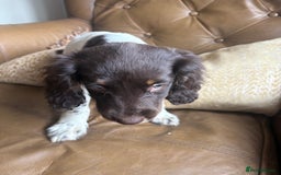 Sprocker dogs for sale: 3 beautiful sprocker pups left - Image 9