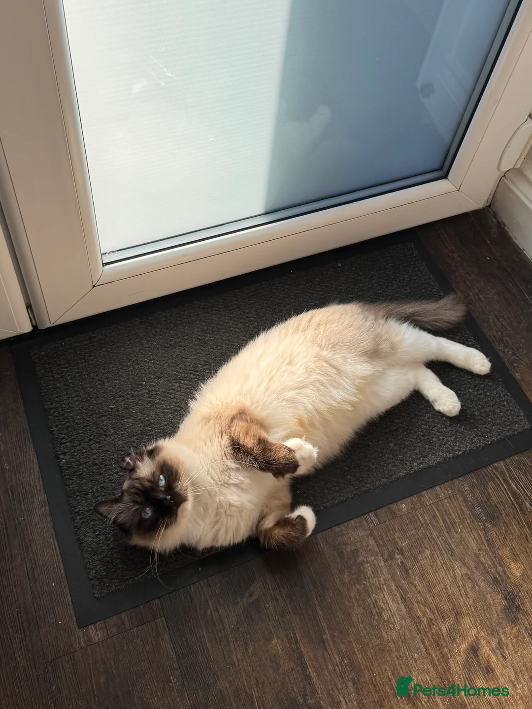 Ragdoll cats for sale: Very Affectionate Lap Cat for Adoption - Advert 2