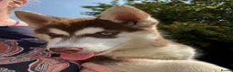 Siberian Husky dogs for sale: Beautiful Purebred Red Siberian Husky Girls - Advert 15