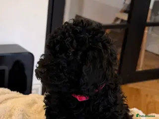 Toy Poodle dogs Toy Poodle Puppies - READY TO LEAVE - Advert 6