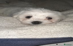 Bichon Frise dogs for sale: Bichon Maltese  - Image 6
