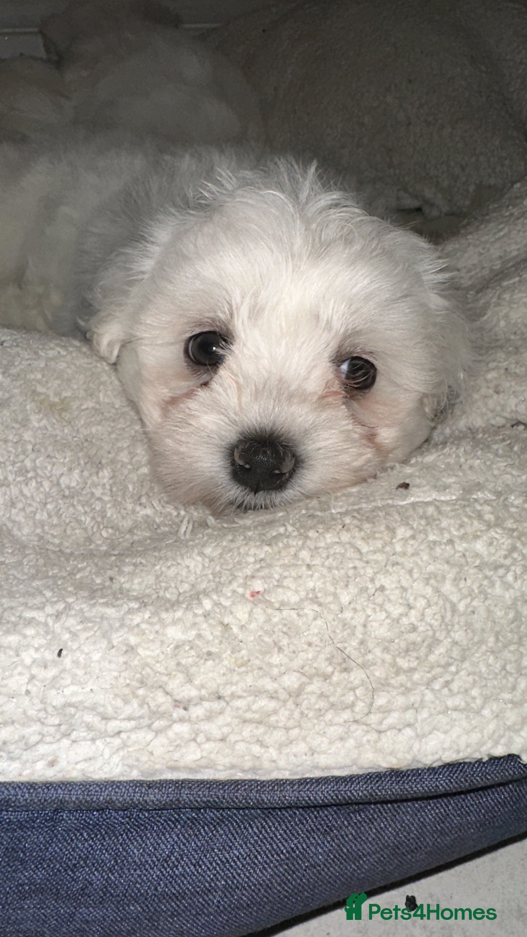 Bichon Frise dogs for sale: Bichon Maltese  - Image 6