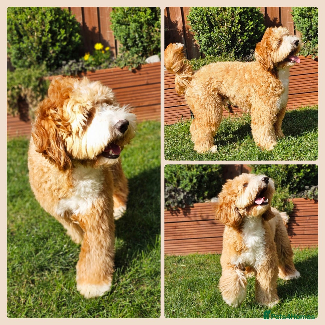 Cockapoo dogs for stud: Hip 0/0🌟 Elbow 0/0🌟 Australian Labradoodle - Advert 31