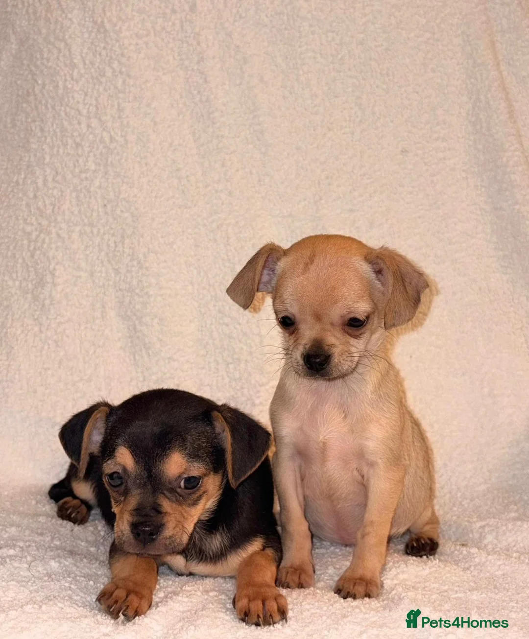 Chihuahua dogs for sale: Chihuahua Puppies  - Advert 2