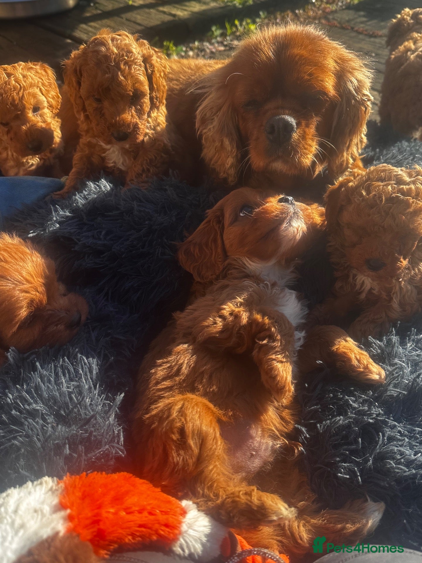 Cavapoo dogs F1 cavapoo ready for new loving homes  - Advert 1