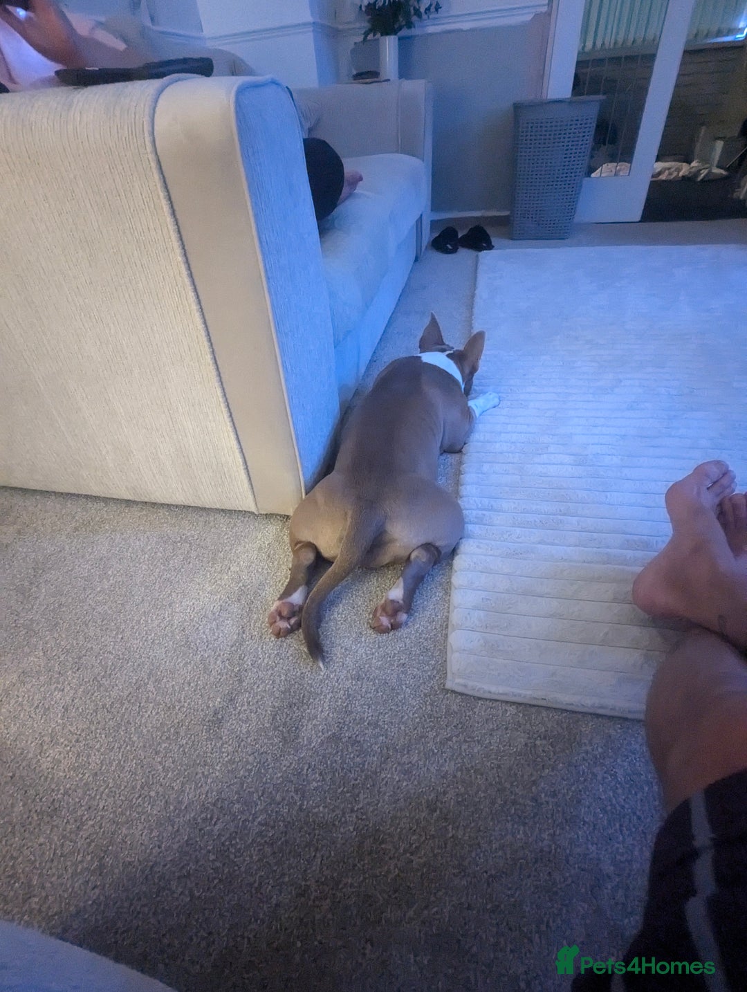 American Bully dogs for sale: Narla  - Advert 3