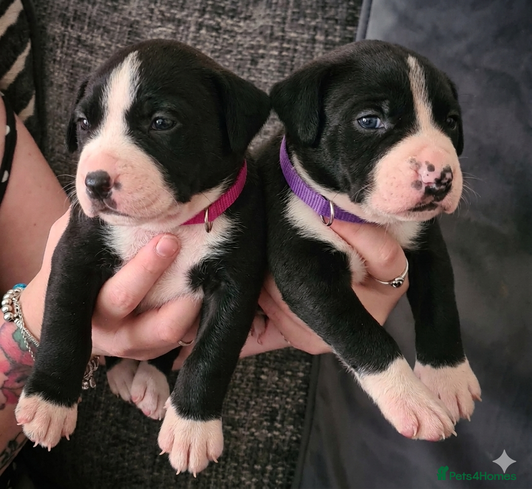 Mixed Breed dogs Bullador pups  - Advert 2