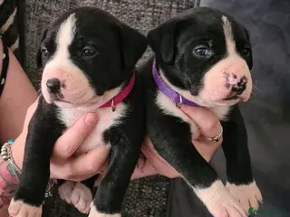 Mixed Breed dogs Bullador pups - Advert 2