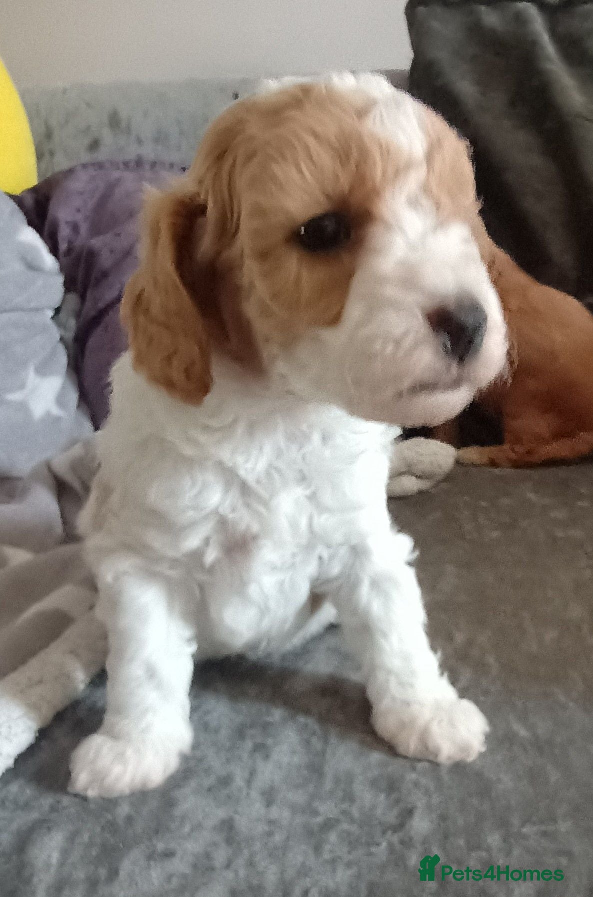 Cavapoo dogs F1BB Cavapoo pups - Advert 2