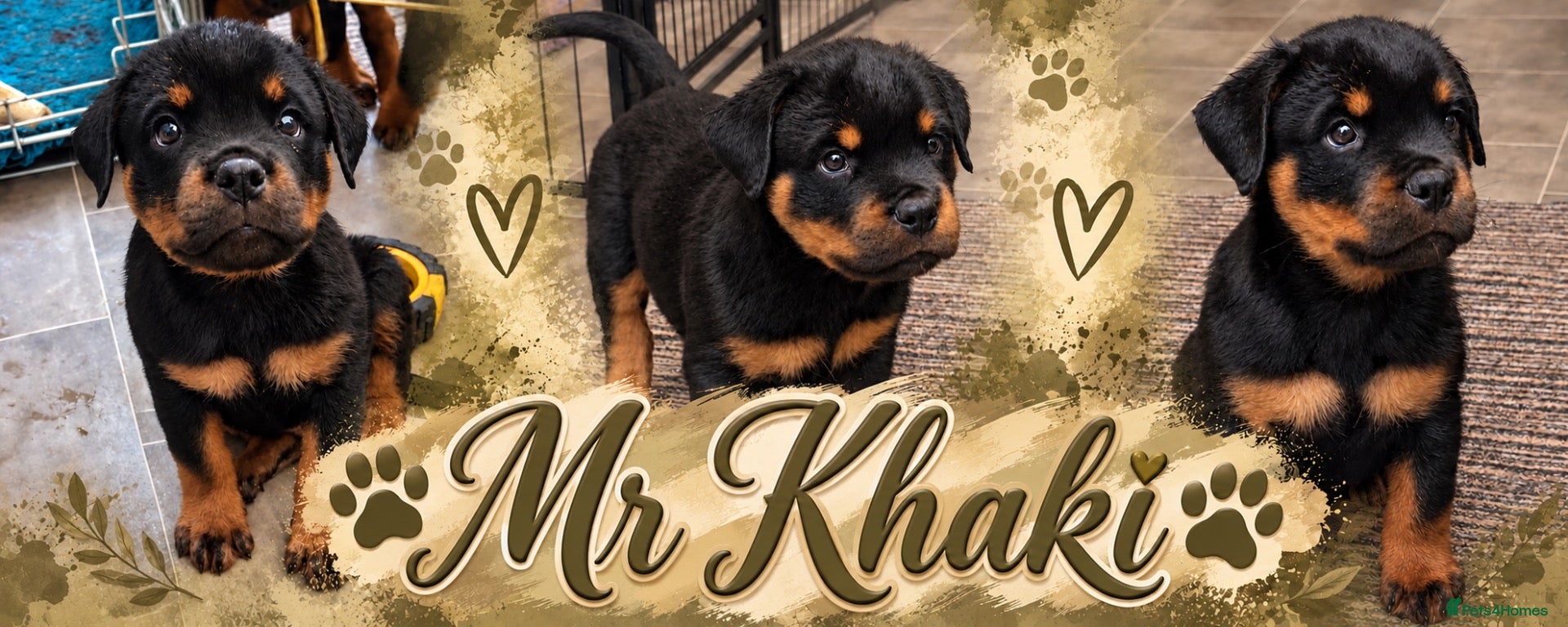Rottweiler dogs ⭐️ Outstanding Rottweiler Puppies ⭐️ - Advert 13