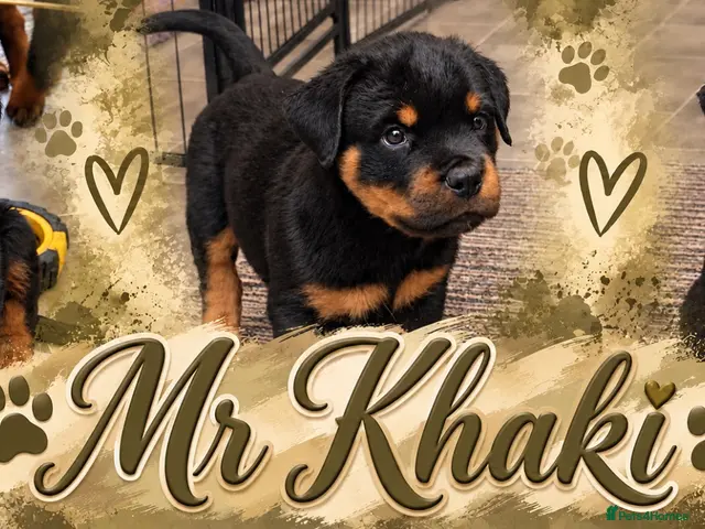 Rottweiler dogs ⭐️ Outstanding Rottweiler Puppies ⭐️ - Advert 13