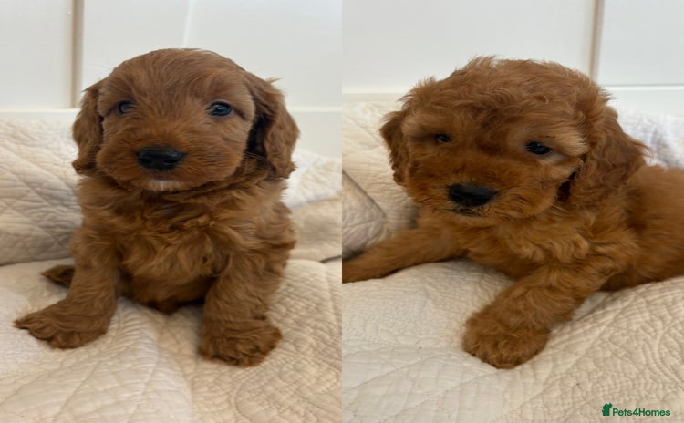 Cockapoo dogs - Advert 2