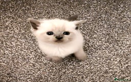 Ragdoll cats for sale: 5 ragdoll british shorthair kittens - Image 3