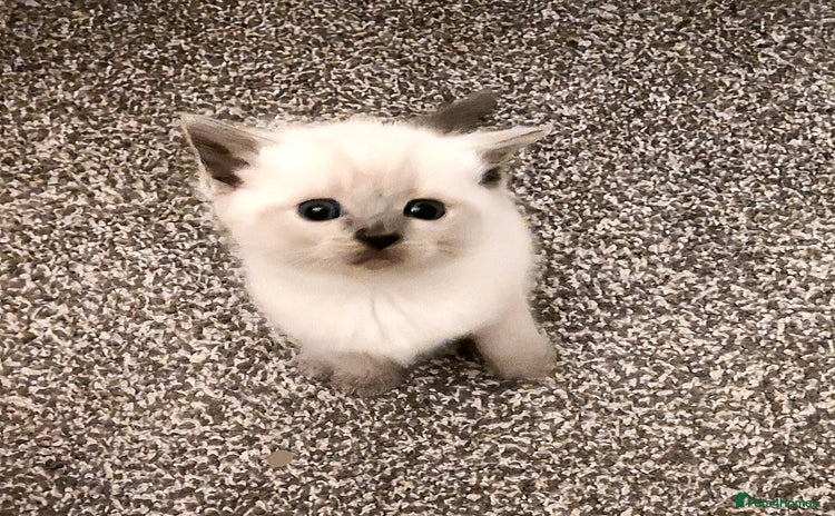 Ragdoll cats - Advert 13