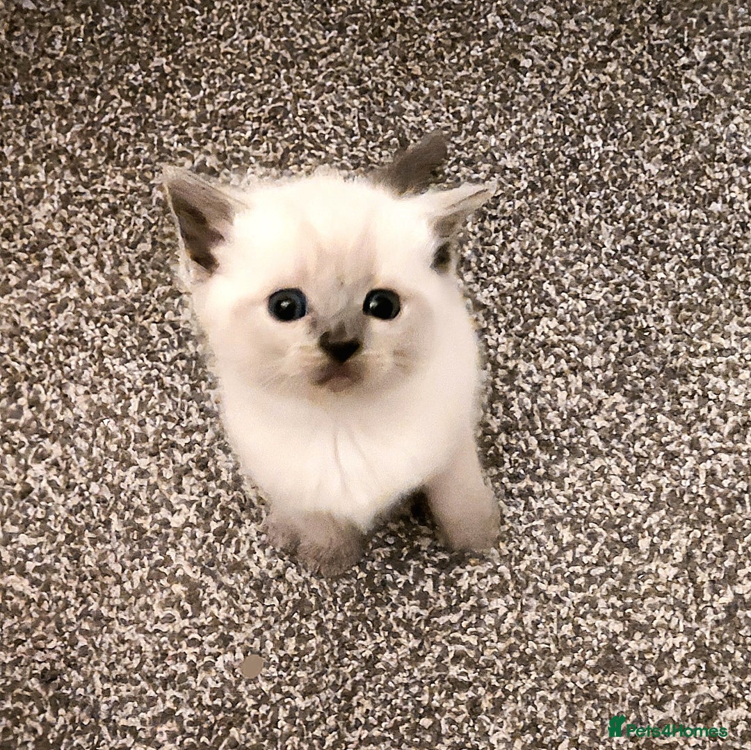 Ragdoll cats for sale: 5 ragdoll british shorthair kittens - Image 3
