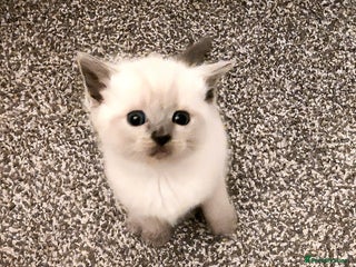 Ragdoll cats - Advert 14