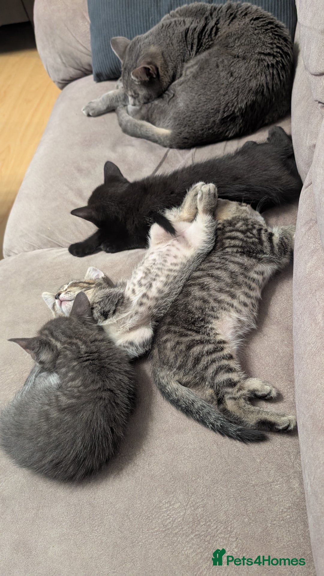 Mixed Breed cats for sale: Adorable Kittens Looking for Loving Homes! - Image 14