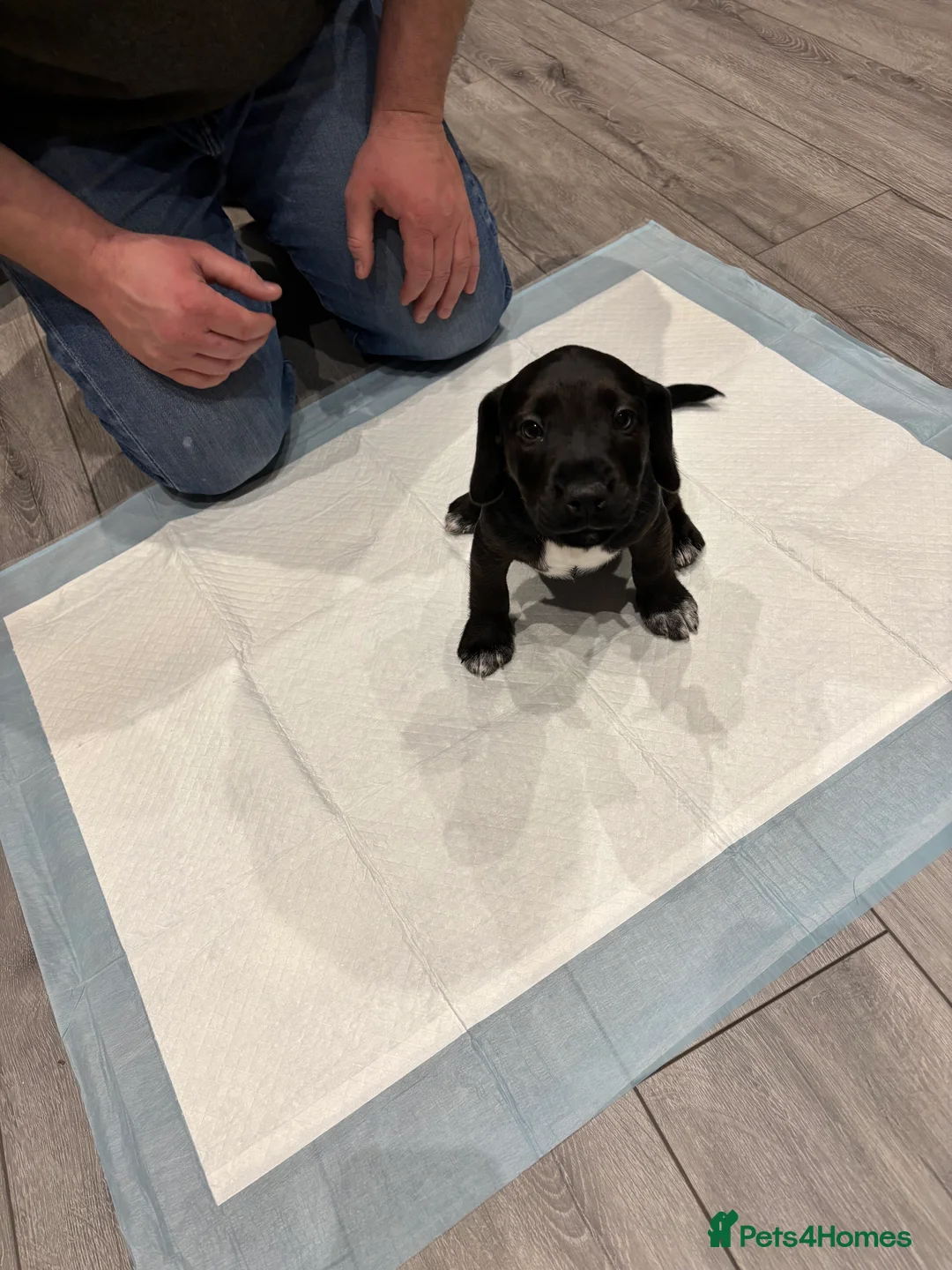 Patterdale Terrier dogs for sale: Patterdale puppies ready to go - Advert 5