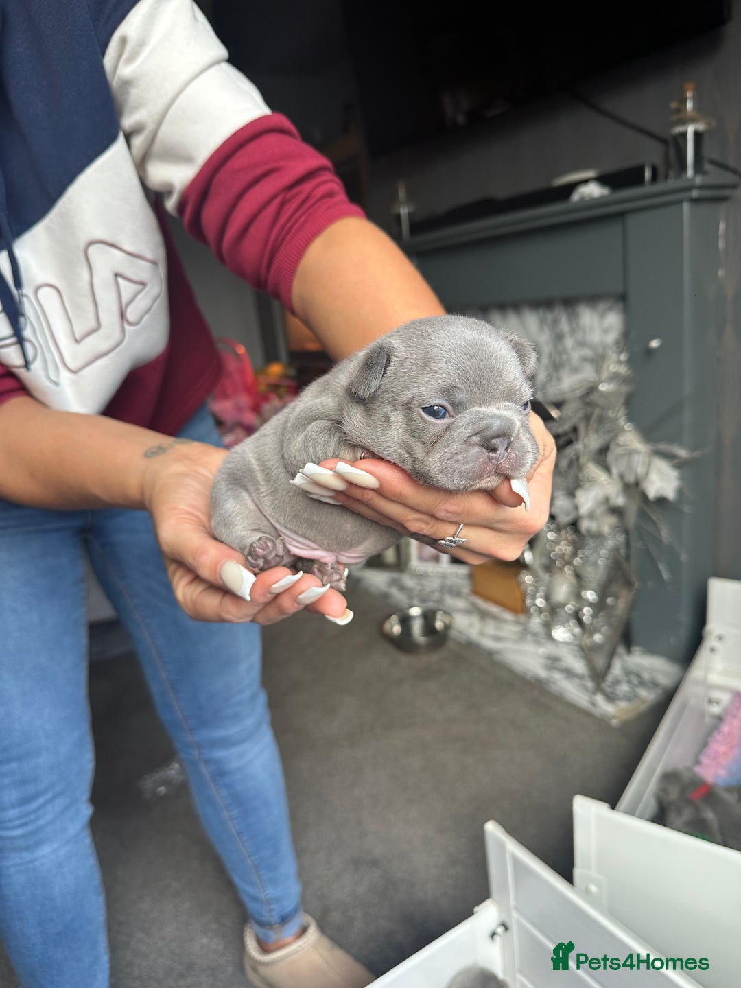 French Bulldog dogs for sale: 2nd litter of ⭐Jesus⭐️ natk9 frenchies - Image 26