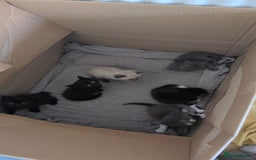 Mixed Breed cats for sale: Mixed Breed Ragdoll Kittens - Image 7