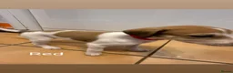 Saluki dogs for sale: Saluki greyhound puppies- Boys in Dover - Advert 10