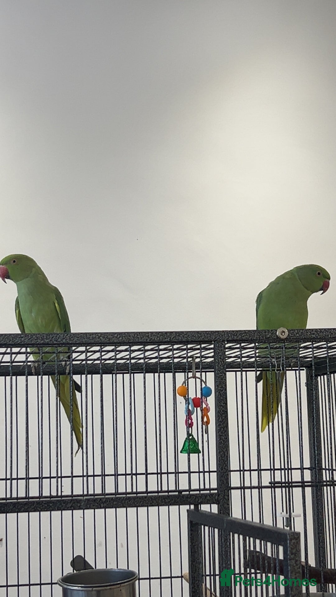 Ringnecks birds for sale: 2 Indian ringnecks  - Image 4