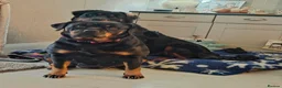 Rottweiler dogs for sale: Long haired Rottweilers  - Advert 30