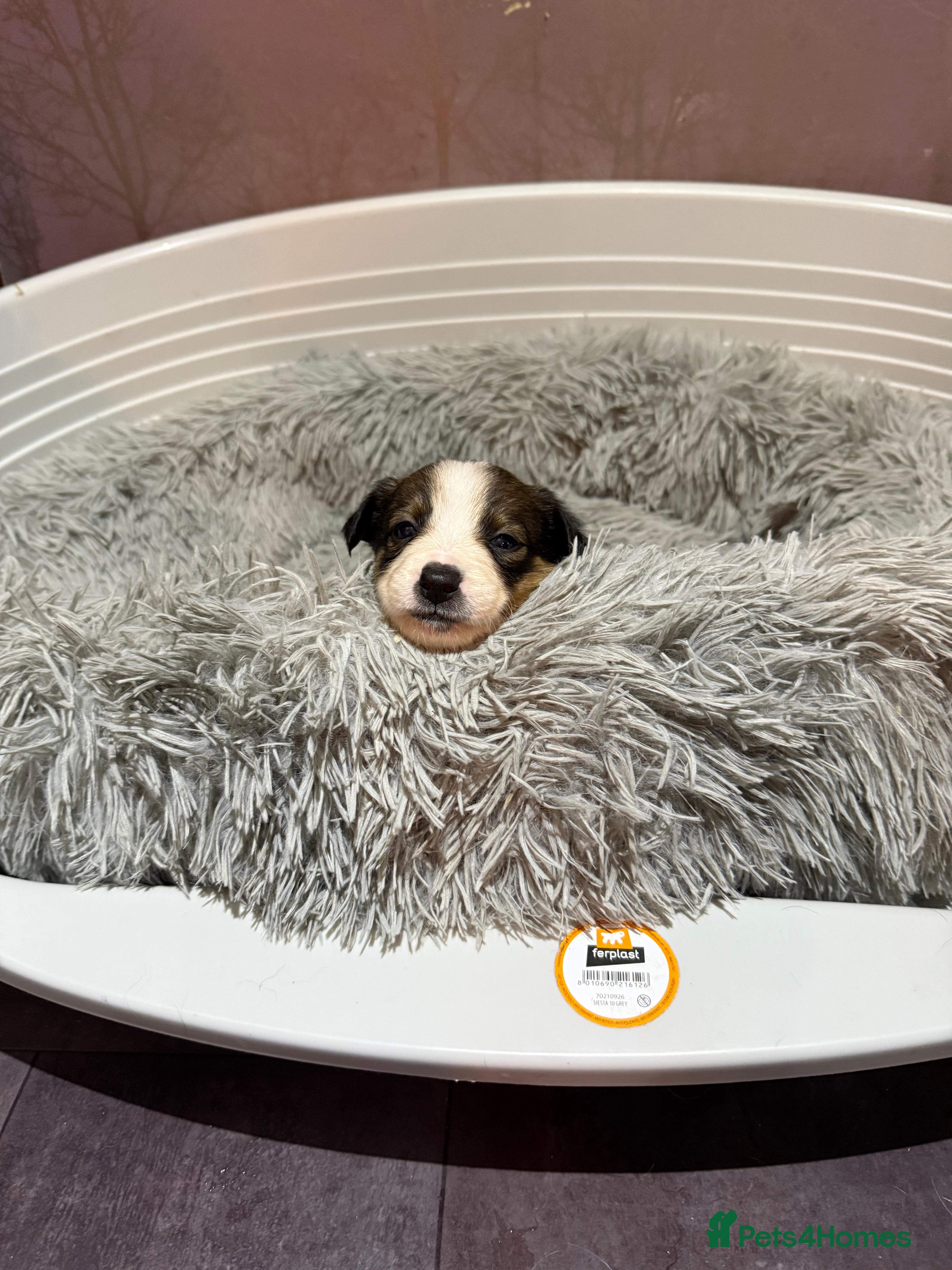 Mixed Breed dogs Border collie X Welsh collie pups - Advert 3