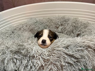 Mixed Breed dogs Border collie X Welsh collie pups - Advert 3
