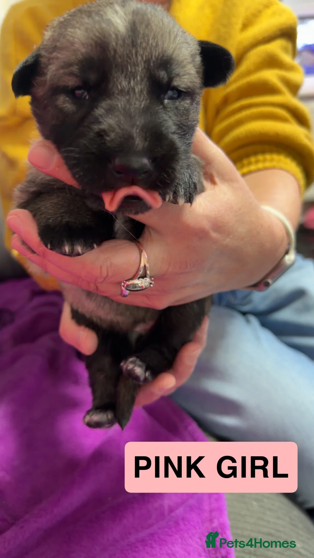 Shepsky dogs for sale: German Shepherd cross Husky Puppies - Advert 11