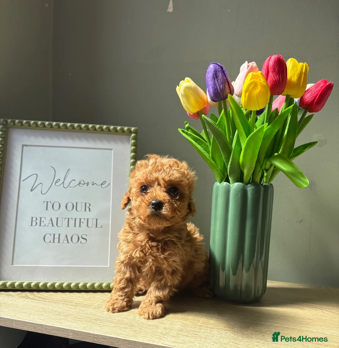 Maltipoo dogs for sale: Beautiful Maltipoo pups 🐾 - Advert 1