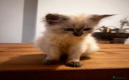 Siberian cats for sale: Three Siberian kittens!! - Image 5