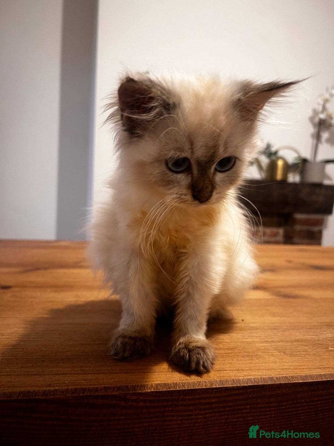 Siberian cats for sale: Three Siberian kittens!! - Image 5