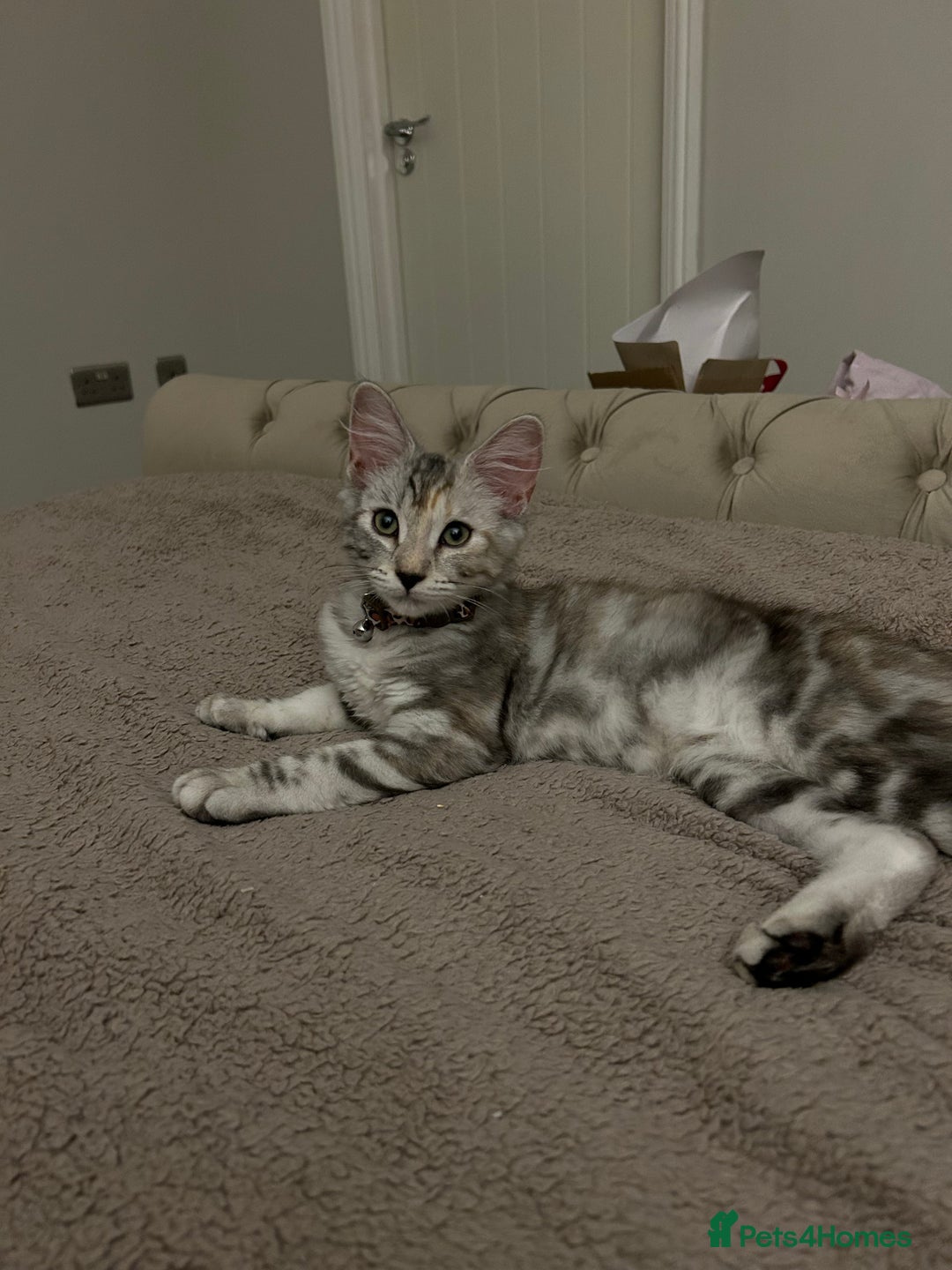 Mixed Breed cats for sale: Beautiful mixed breed girl for sale - Advert 1