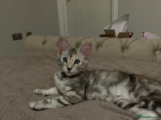 Mixed Breed cats Beautiful mixed breed girl for sale - Advert 1