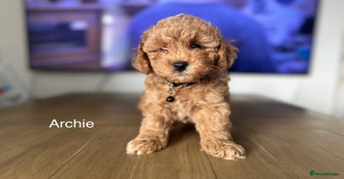 Cockapoo dogs - Advert 12