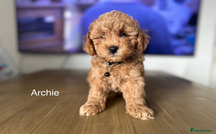 Cockapoo dogs - Advert 7