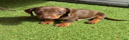 Dachshund dogs for sale: Dachshund in Gloucester - Advert 20