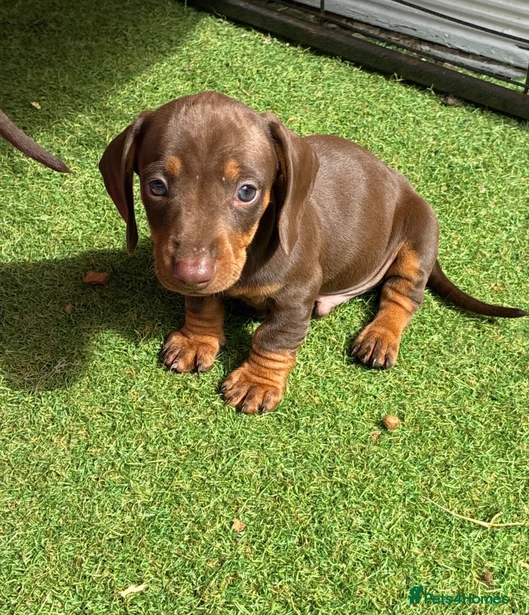 Dachshund dogs for sale: Dachshund in Gloucester - Advert 20